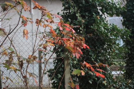 8 hydrangea quercifolia veneux 27 nov 2016 011.jpg