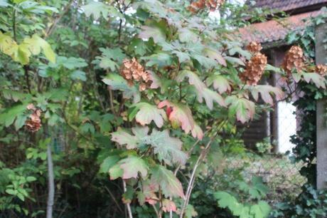 2 hydrangea quercifolia snow queen veneux 21 oct 2016 006 (1).jpg
