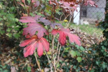 10 hydrangea quercifolia veneux 3 nov 2015 015.jpg