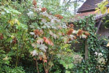 1 hydrangea quercifolia snow queen veneux 25 oct 2016 017 (1).jpg