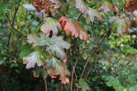 3 hydrangea quercifolia snow queen veneux 25 oct 2016 017 (2).jpg