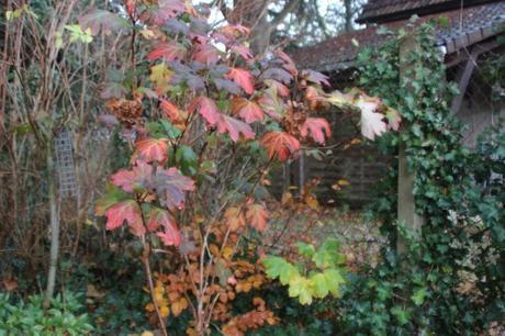 7 hydrangea quercifolia veneux 21 nov 2016 017.jpg