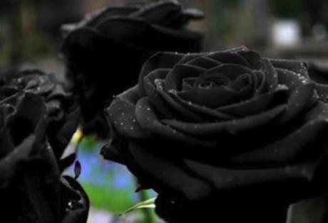 Les Roses Noires d’Halfeti – Turquie