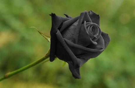 Les Roses Noires d’Halfeti – Turquie