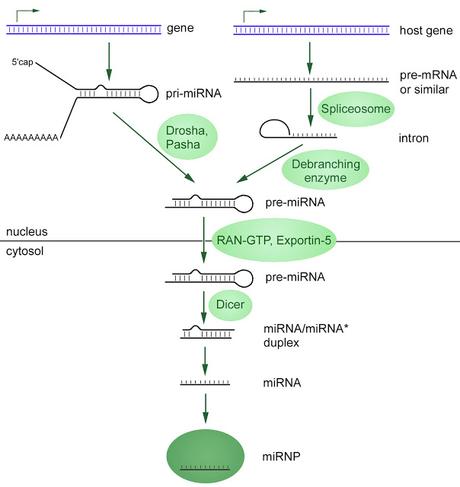 #trendsinendocrinologyandmetabolism #syndromemétabolique #miARN #cellules #signalisation miARN endothélial comme messager cellulaire dans les maladies cardiométaboliques