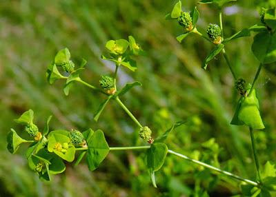 Euphorbe raide (Euphorbia stricta)