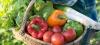 Fruits et légumes bio : les circuits courts sont les moins chers