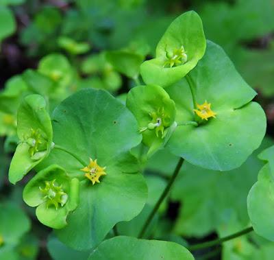 Euphorbe des bois (Euphorbia amygdaloides)