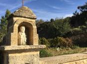 Pensées détour d'une vigne Châteauneuf Pape