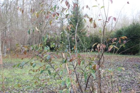 1 pseudocydonia romi 13 dec 2016 001.jpg