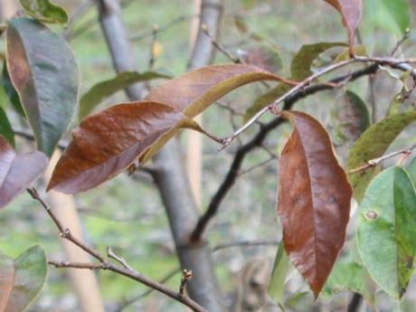 3 pseudocydonia rec romi 13 dec 2016 002.jpg