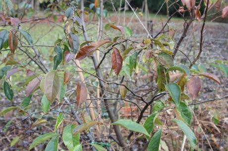 2 pseudocydonia romi 13 dec 2016 002.jpg