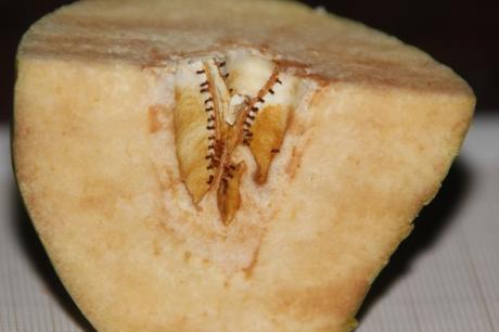 6 pseudocydonia 20 dec 2016 003.jpg