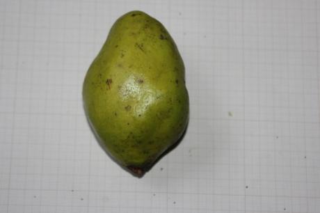 4 pseudocydonia 18 dec 2016 011.jpg