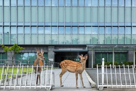 Des Cerfs en Centre Ville – Japon