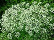 Laser larges feuilles (Laserpitium latifolium)