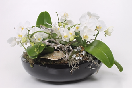 Orchidée-Phalaenopsis_coupe