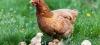 Elever des poules dans son jardin : conseils et astuces
