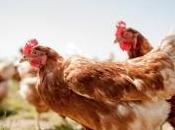 Carrefour veut plus vendre d'oeufs poules élevées cage