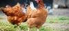 La Marque U ne veut plus vendre d'oeufs de poules élevées en cage