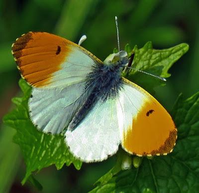 Aurore (Anthocharis cardamines)