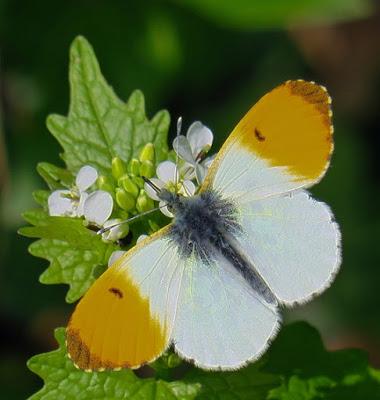 Aurore (Anthocharis cardamines)