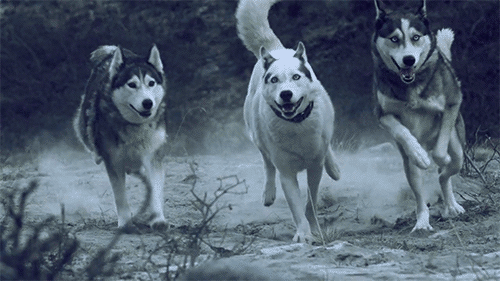 Afficher l'image d'origine