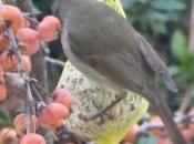 nôtres, chopé graines comme autres