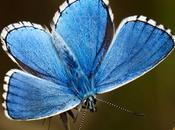 Argus bleu-céleste (Lysandra bellargus)