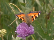 Nectar papillons