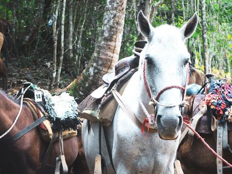 Du soleil en hiver : la Baie de Samana.