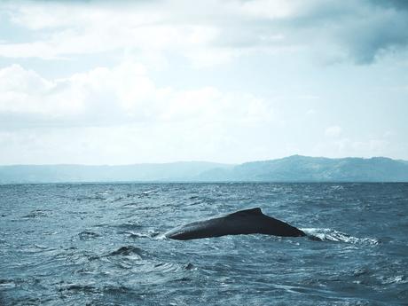Du soleil en hiver : la Baie de Samana.