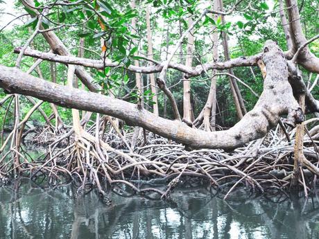 Du soleil en hiver : la Baie de Samana.