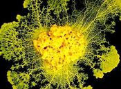 BLOB: cellule géante capable d'apprendre transmettre CNRS