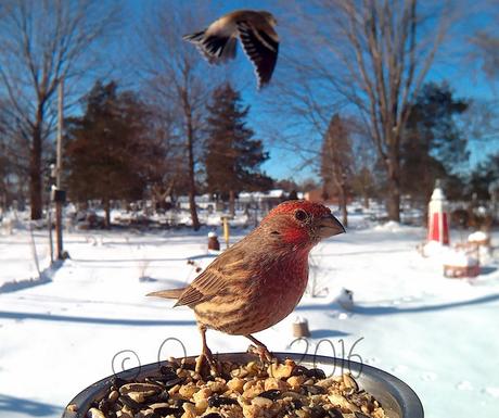 Les Oiseaux en Gros Plan – Lisa M.