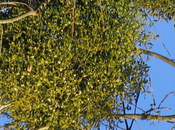 gui, terrible parasite porte bonheur