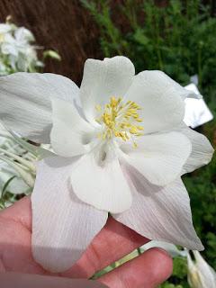 Journées des plantes de chantilly, printemps et automne 2016