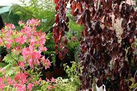 Journées des plantes de chantilly, printemps et automne 2016