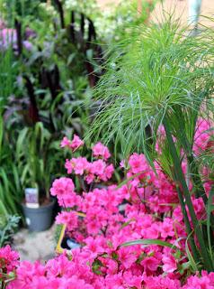 Journées des plantes de chantilly, printemps et automne 2016