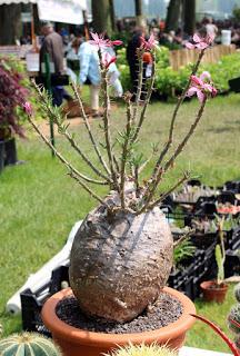 Journées des plantes de chantilly, printemps et automne 2016