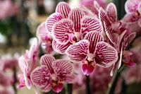 Journées des plantes de chantilly, printemps et automne 2016