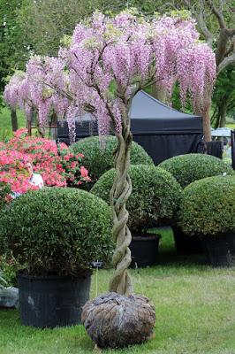 Journées des plantes de chantilly, printemps et automne 2016