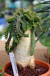 Journées des plantes de chantilly, printemps et automne 2016