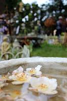 Journées des plantes de chantilly, printemps et automne 2016