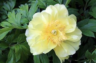 Journées des plantes de chantilly, printemps et automne 2016