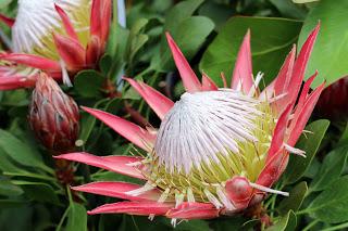 Journées des plantes de chantilly, printemps et automne 2016