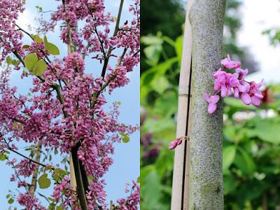 Journées des plantes de chantilly, printemps et automne 2016