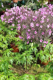 Journées des plantes de chantilly, printemps et automne 2016