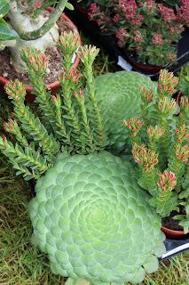 Journées des plantes de chantilly, printemps et automne 2016