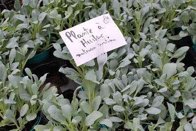 Journées des plantes de chantilly, printemps et automne 2016